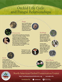 Orchid Life Cycle and Fungal Relationships Poster