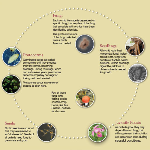Orchid Life Cycle
