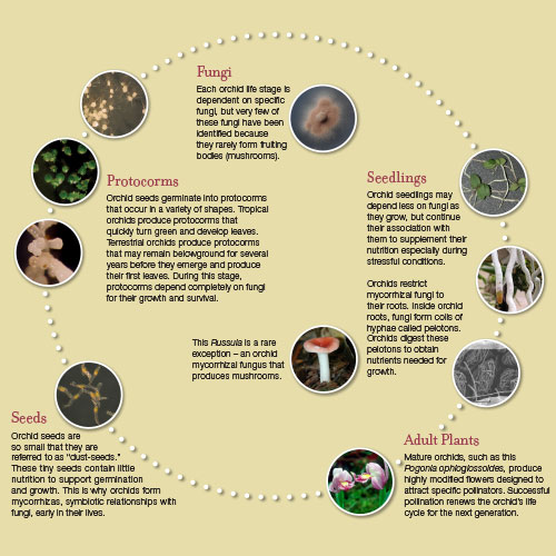 Life Cycle Of A Moth Orchid