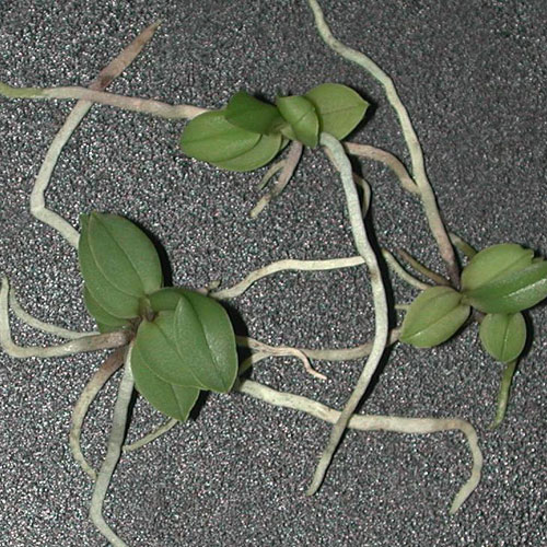 Orchid Seedlings