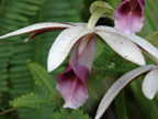Non-native Orchids