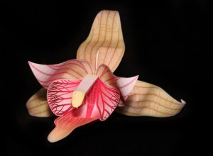 Chatterbox Orchid orchid-gami