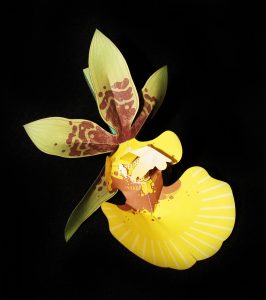 Dancing Lady orchid-gami