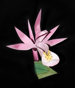 Fairy Slipper orchid-gami