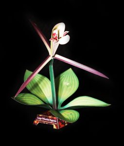 Large Whorled Pogonia orchid-gami