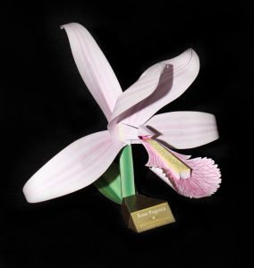 Rose Pogonia orchid-gami