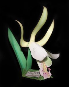 Spreading Pogonia orchid-gami