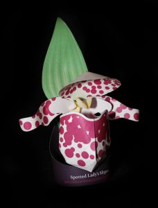 Spotted Lady's Slipper orchid-gami