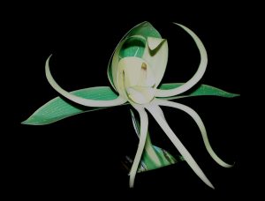 Water Spider orchid-gami