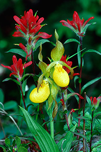 Yellow Lady's Slippers