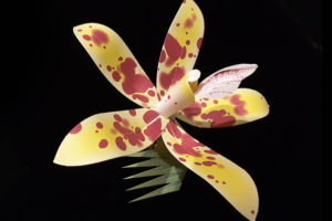 Palau Hyacinth Orchid orchid-gami