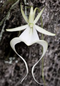 photo of white ghost orchid flower with long tendrils