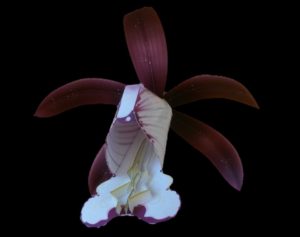 Texas Purple Spike orchid-gami