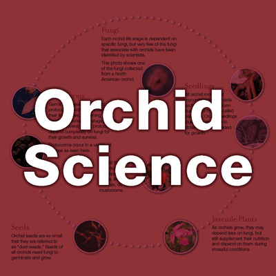 Orchid Science