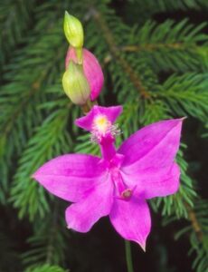 Calopogon tuberosus