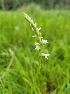 Spiranthes delitescens